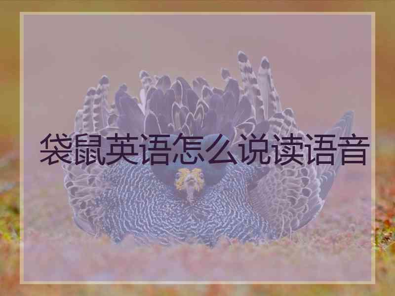 袋鼠英语怎么说读语音