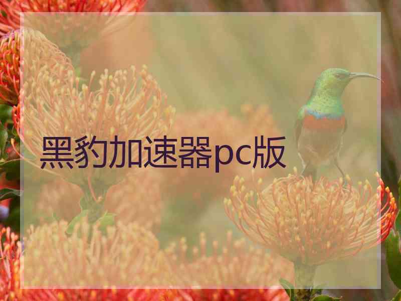 黑豹加速器pc版