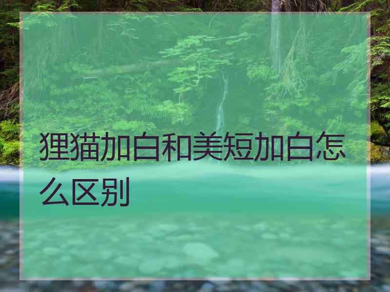 狸猫加白和美短加白怎么区别