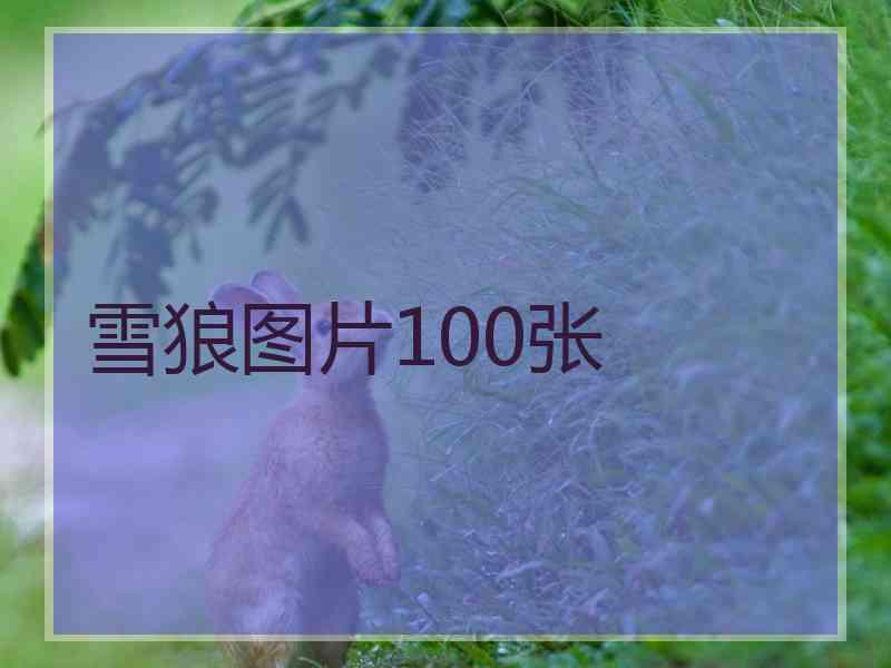 雪狼图片100张