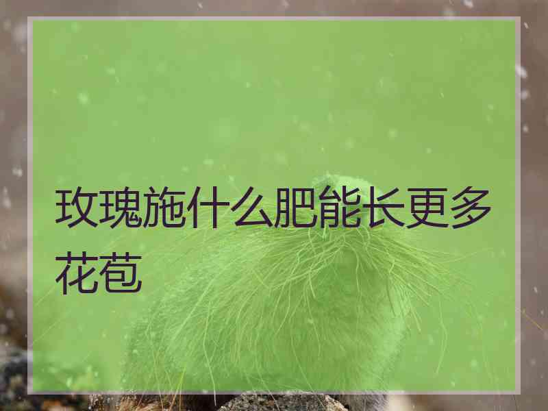 玫瑰施什么肥能长更多花苞