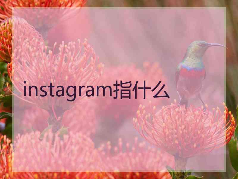 instagram指什么