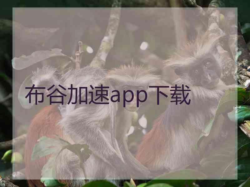 布谷加速app下载