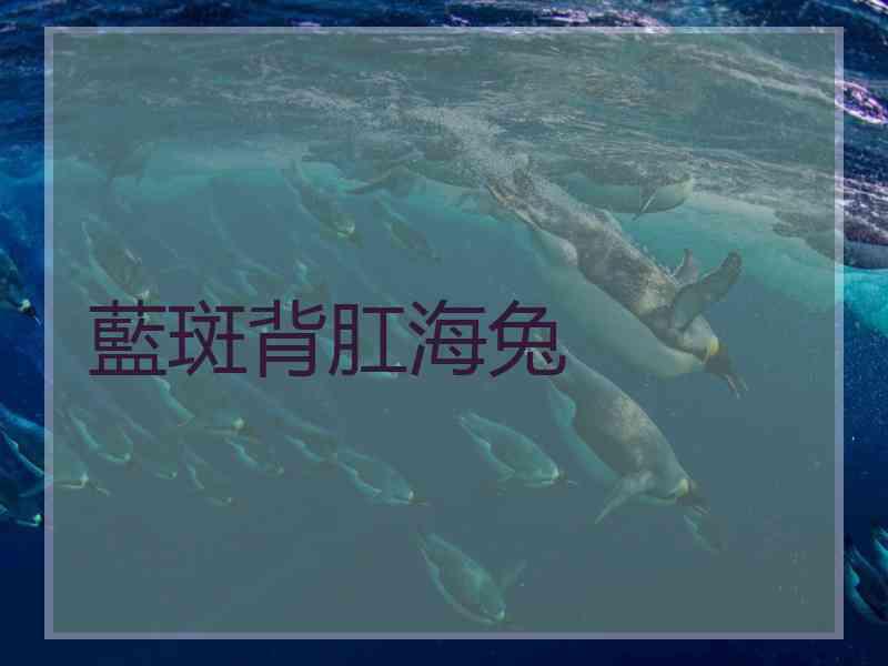 藍斑背肛海兔