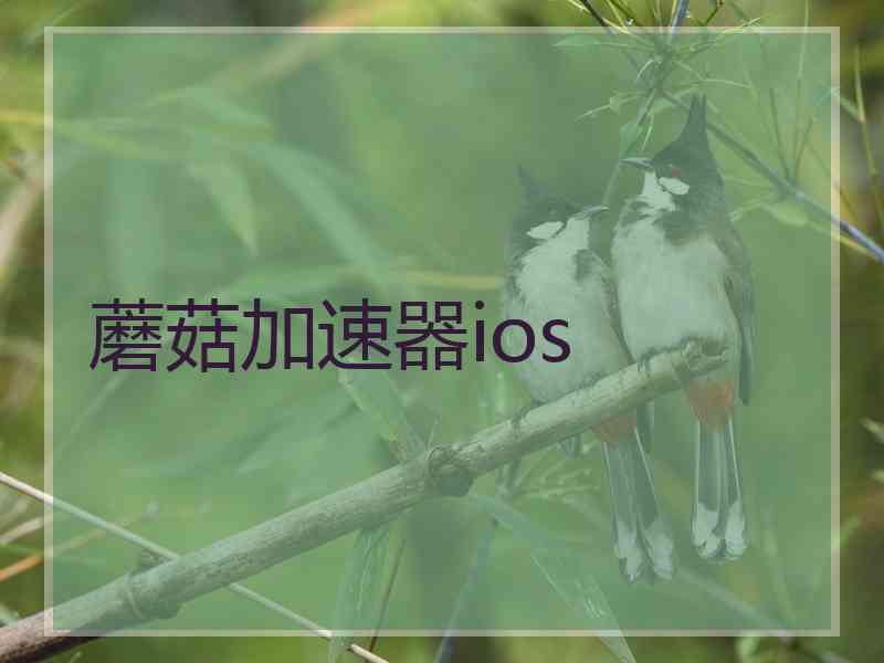 蘑菇加速器ios