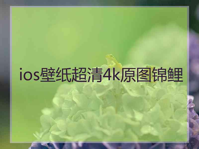 ios壁纸超清4k原图锦鲤